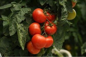 tips budidaya tomat