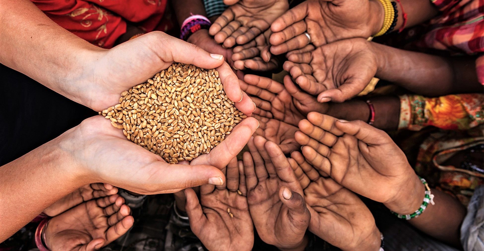 A photo of a person holding a handful of wheat with dark-skinned hands reaching out towards it, representing the search query 'Percentage of recommended charity in Islam'.