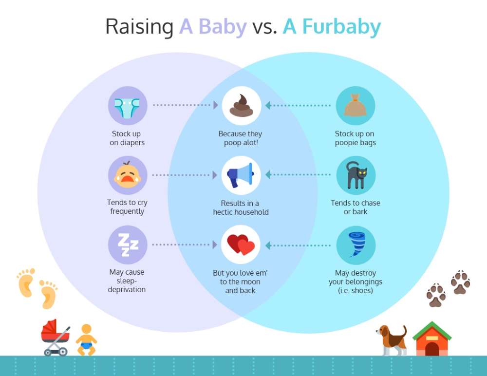 A Venn diagram comparing raising a baby and a furbaby, showing they both require a lot of care and attention but in different ways.