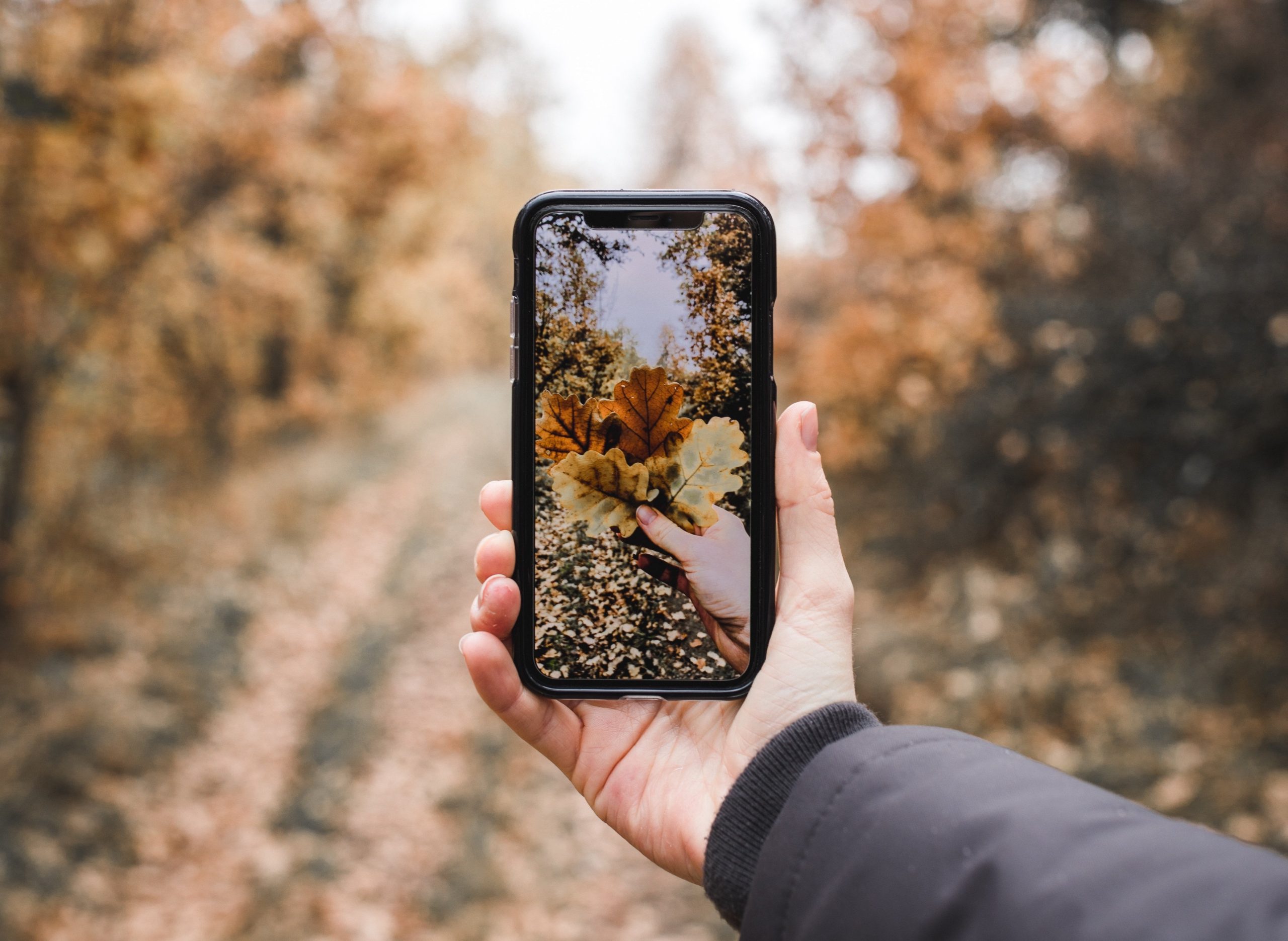 A hand holding a smartphone taking a picture of fallen leaves in autumn colors with a forest in the background.